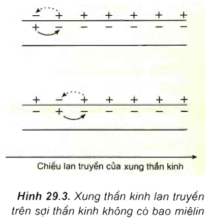 Lý thuyết Sinh học 11 Bài 29: Điện thế hoạt động và sự lan truyền xung thần kinh | Lý thuyết Sinh học 11 đầy đủ, chi tiết nhất