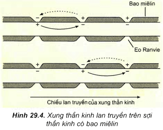 Lý thuyết Sinh học 11 Bài 29: Điện thế hoạt động và sự lan truyền xung thần kinh | Lý thuyết Sinh học 11 đầy đủ, chi tiết nhất