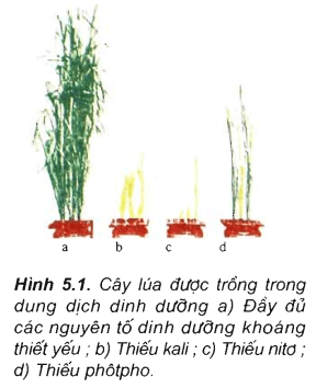 Lý thuyết Sinh học 11 Bài 5: Dinh dưỡng nitơ ở thực vật | Lý thuyết Sinh học 11 đầy đủ, chi tiết nhất