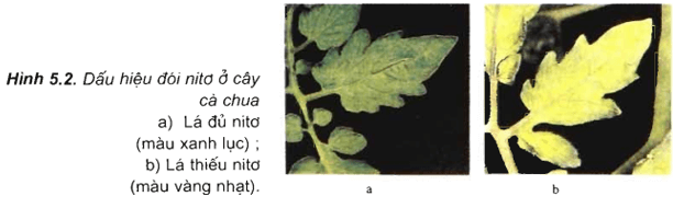 Lý thuyết Sinh học 11 Bài 5: Dinh dưỡng nitơ ở thực vật | Lý thuyết Sinh học 11 đầy đủ, chi tiết nhất