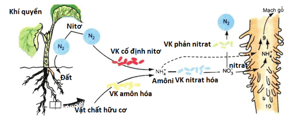 Lý thuyết Sinh học 11 Bài 6: Dinh dưỡng nitơ ở thực vật (tiếp theo) | Lý thuyết Sinh học 11 đầy đủ, chi tiết nhất