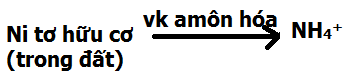 Lý thuyết Sinh học 11 Bài 6: Dinh dưỡng nitơ ở thực vật (tiếp theo) | Lý thuyết Sinh học 11 đầy đủ, chi tiết nhất