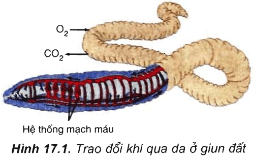 Lý thuyết Sinh học 11 Bài 17: Hô hấp ở động vật | Lý thuyết Sinh học 11 đầy đủ, chi tiết nhất