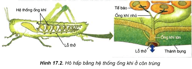 Lý thuyết Sinh học 11 Bài 17: Hô hấp ở động vật | Lý thuyết Sinh học 11 đầy đủ, chi tiết nhất