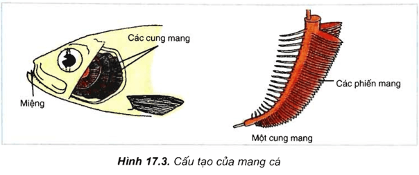 Lý thuyết Sinh học 11 Bài 17: Hô hấp ở động vật | Lý thuyết Sinh học 11 đầy đủ, chi tiết nhất