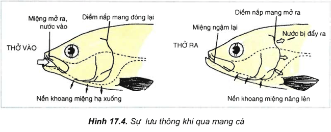 Lý thuyết Sinh học 11 Bài 17: Hô hấp ở động vật | Lý thuyết Sinh học 11 đầy đủ, chi tiết nhất