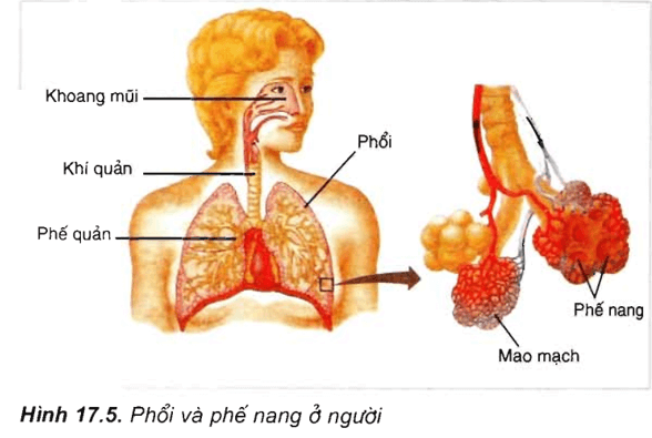 Lý thuyết Sinh học 11 Bài 17: Hô hấp ở động vật | Lý thuyết Sinh học 11 đầy đủ, chi tiết nhất