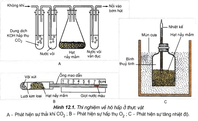 Lý thuyết Sinh học 11 Bài 12: Hô hấp ở thực vật | Lý thuyết Sinh học 11 đầy đủ, chi tiết nhất