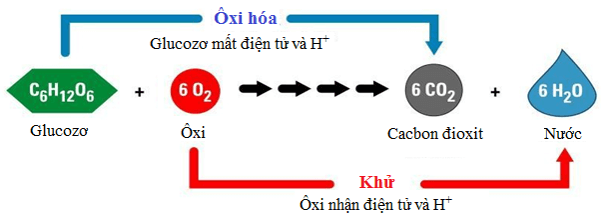 Lý thuyết Sinh học 11 Bài 12: Hô hấp ở thực vật | Lý thuyết Sinh học 11 đầy đủ, chi tiết nhất