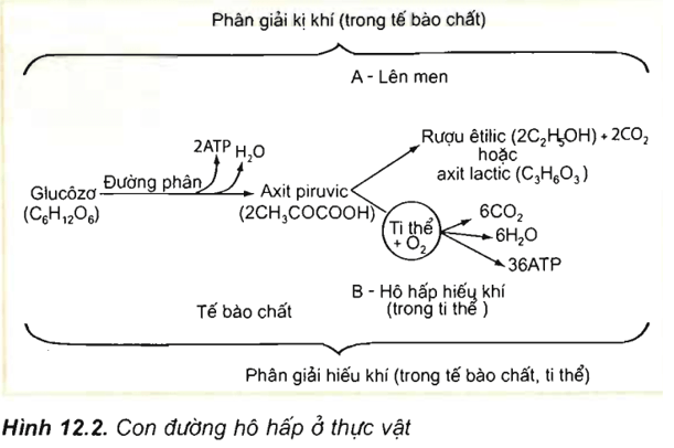 Lý thuyết Sinh học 11 Bài 12: Hô hấp ở thực vật | Lý thuyết Sinh học 11 đầy đủ, chi tiết nhất