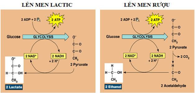 Lý thuyết Sinh học 11 Bài 12: Hô hấp ở thực vật | Lý thuyết Sinh học 11 đầy đủ, chi tiết nhất