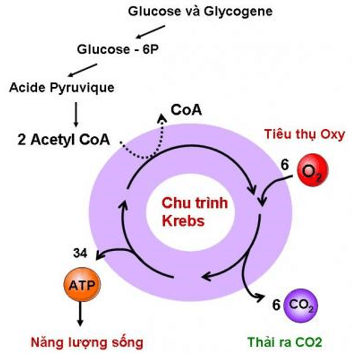 Lý thuyết Sinh học 11 Bài 12: Hô hấp ở thực vật | Lý thuyết Sinh học 11 đầy đủ, chi tiết nhất