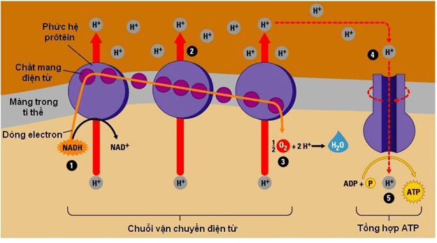 Lý thuyết Sinh học 11 Bài 12: Hô hấp ở thực vật | Lý thuyết Sinh học 11 đầy đủ, chi tiết nhất