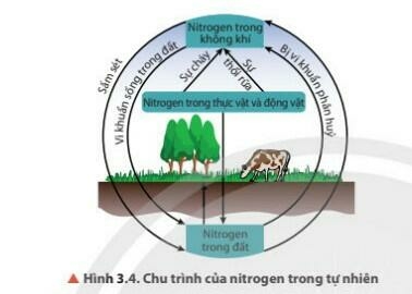 Lý thuyết Đơn chất nitrogen (Chân trời sáng tạo 2023) hay, chi tiết | Hóa học 11 (ảnh 1)