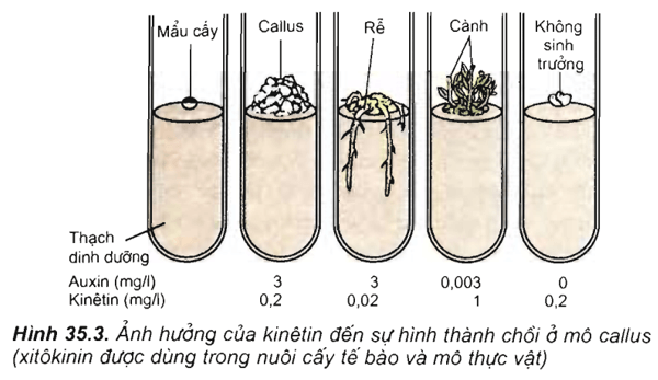 Lý thuyết Sinh học 11 Bài 35: Hoocmôn thực vật | Lý thuyết Sinh học 11 đầy đủ, chi tiết nhất