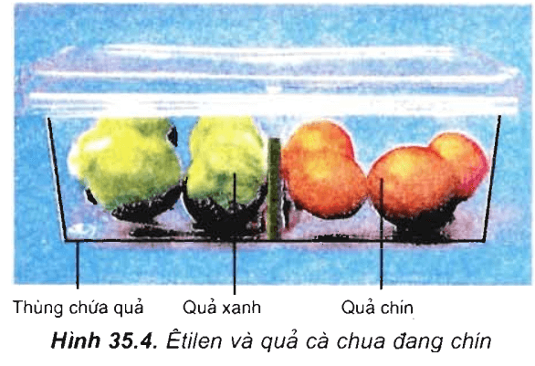 Lý thuyết Sinh học 11 Bài 35: Hoocmôn thực vật | Lý thuyết Sinh học 11 đầy đủ, chi tiết nhất