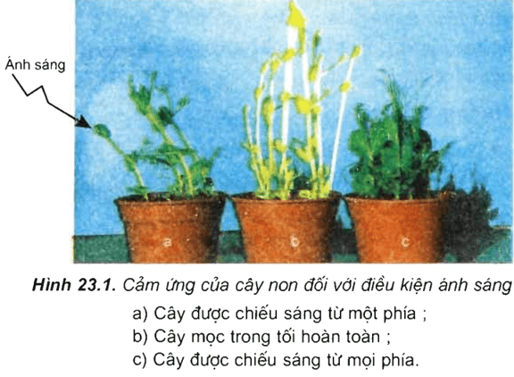 Lý thuyết Sinh học 11 Bài 23: Hướng động | Lý thuyết Sinh học 11 đầy đủ, chi tiết nhất