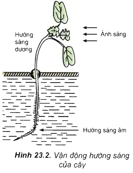 Lý thuyết Sinh học 11 Bài 23: Hướng động | Lý thuyết Sinh học 11 đầy đủ, chi tiết nhất