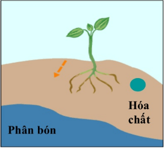 Lý thuyết Sinh học 11 Bài 23: Hướng động | Lý thuyết Sinh học 11 đầy đủ, chi tiết nhất