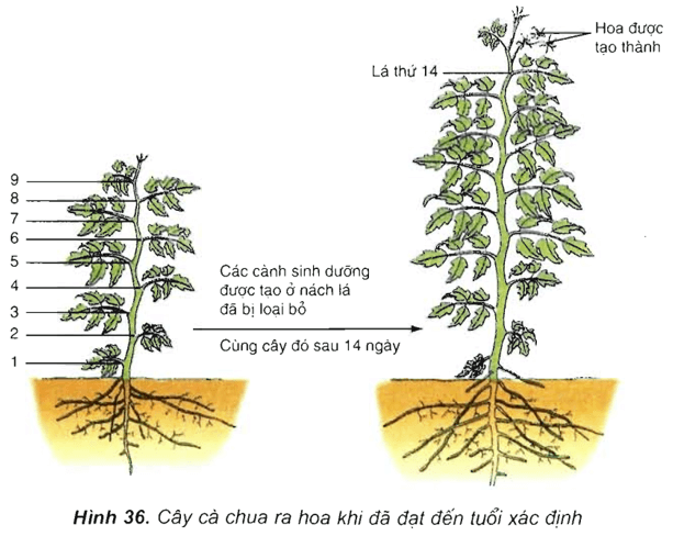 Lý thuyết Sinh học 11 Bài 36: Phát triển ở thực vật có hoa | Lý thuyết Sinh học 11 đầy đủ, chi tiết nhất