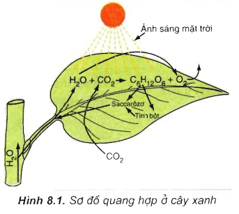 Lý thuyết Sinh học 11 Bài 8: Quang hợp ở thực vật | Lý thuyết Sinh học 11 đầy đủ, chi tiết nhất