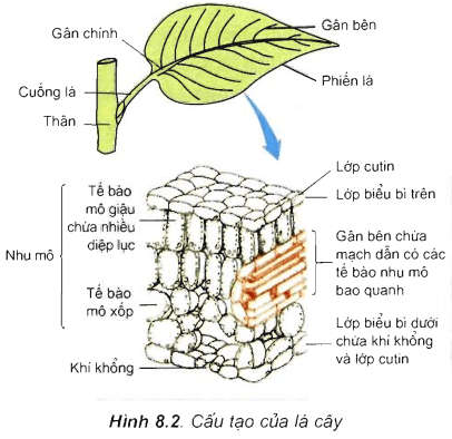 Lý thuyết Sinh học 11 Bài 8: Quang hợp ở thực vật | Lý thuyết Sinh học 11 đầy đủ, chi tiết nhất