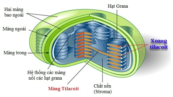 Lý thuyết Sinh học 11 Bài 8: Quang hợp ở thực vật | Lý thuyết Sinh học 11 đầy đủ, chi tiết nhất