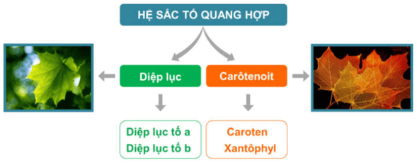 Lý thuyết Sinh học 11 Bài 8: Quang hợp ở thực vật | Lý thuyết Sinh học 11 đầy đủ, chi tiết nhất