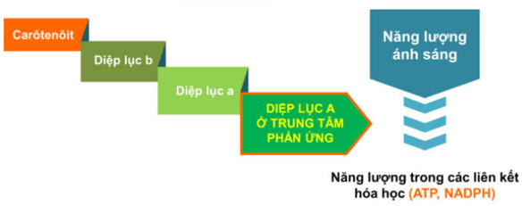 Lý thuyết Sinh học 11 Bài 8: Quang hợp ở thực vật | Lý thuyết Sinh học 11 đầy đủ, chi tiết nhất