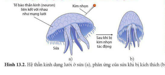 Lý thuyết Sinh học 11 Bài 13 (Cánh diều): Cảm ứng ở động vật (ảnh 1)