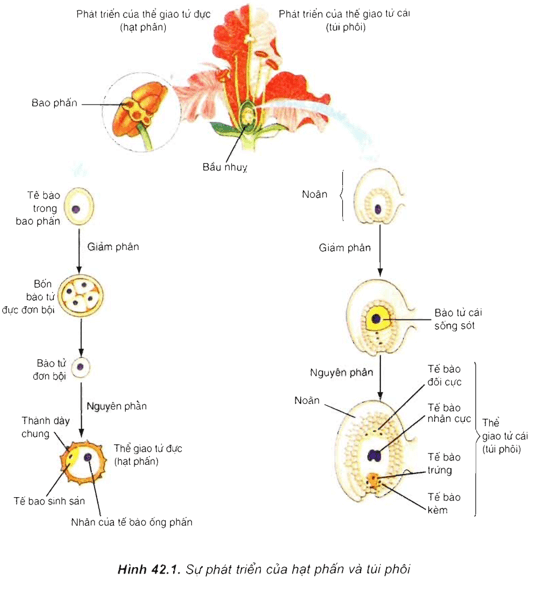 Lý thuyết Sinh học 11 Bài 42: Sinh sản hữu tính ở thực vật | Lý thuyết Sinh học 11 đầy đủ, chi tiết nhất