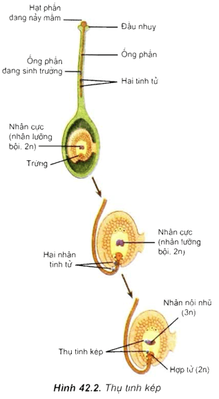 Lý thuyết Sinh học 11 Bài 42: Sinh sản hữu tính ở thực vật | Lý thuyết Sinh học 11 đầy đủ, chi tiết nhất