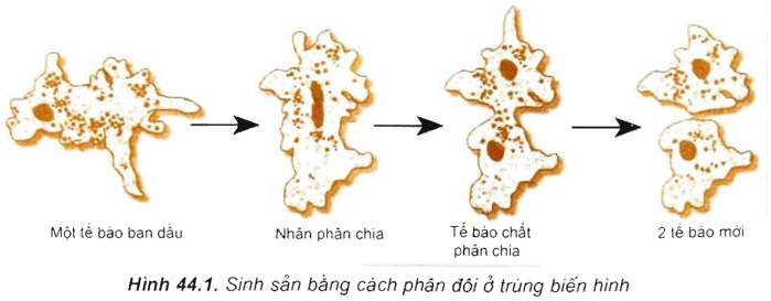 Lý thuyết Sinh học 11 Bài 44: Sinh sản vô tính ở động vật | Lý thuyết Sinh học 11 đầy đủ, chi tiết nhất