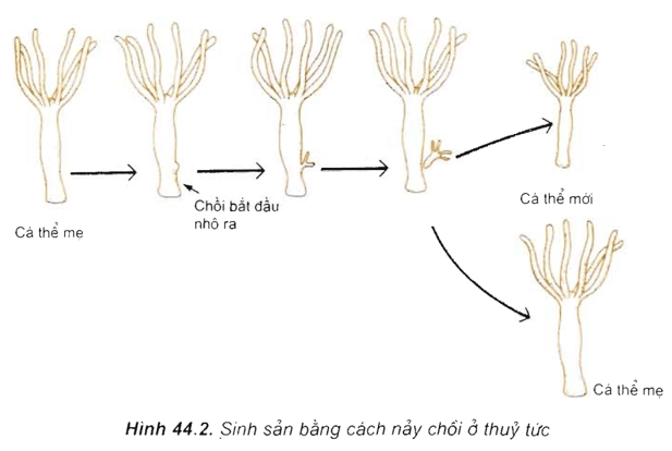 Lý thuyết Sinh học 11 Bài 44: Sinh sản vô tính ở động vật | Lý thuyết Sinh học 11 đầy đủ, chi tiết nhất