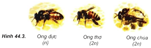 Lý thuyết Sinh học 11 Bài 44: Sinh sản vô tính ở động vật | Lý thuyết Sinh học 11 đầy đủ, chi tiết nhất