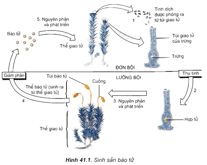 Lý thuyết Sinh học 11 Bài 41: Sinh sản vô tính ở thực vật | Lý thuyết Sinh học 11 đầy đủ, chi tiết nhất