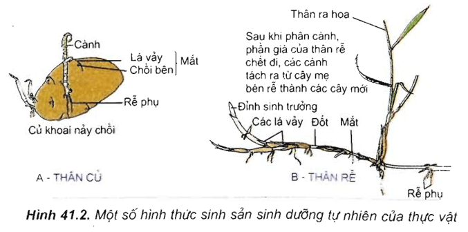 Lý thuyết Sinh học 11 Bài 41: Sinh sản vô tính ở thực vật | Lý thuyết Sinh học 11 đầy đủ, chi tiết nhất