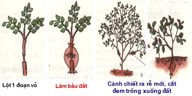 Lý thuyết Sinh học 11 Bài 41: Sinh sản vô tính ở thực vật | Lý thuyết Sinh học 11 đầy đủ, chi tiết nhất