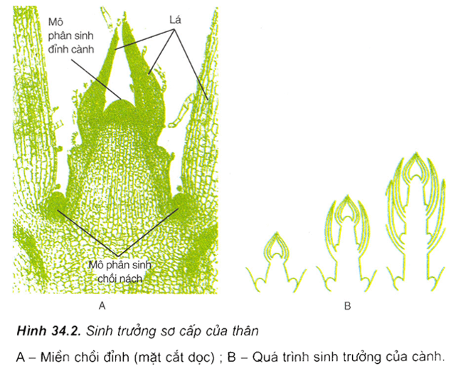 Lý thuyết Sinh học 11 Bài 34: Sinh trưởng ở thực vật | Lý thuyết Sinh học 11 đầy đủ, chi tiết nhất