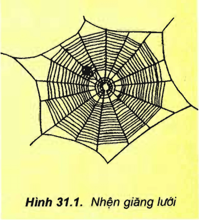 Lý thuyết Sinh học 11 Bài 31: Tập tính của động vật | Lý thuyết Sinh học 11 đầy đủ, chi tiết nhất