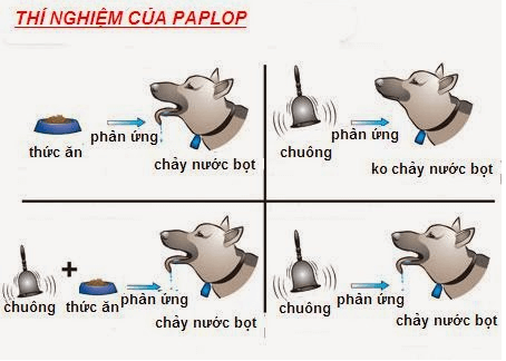 Lý thuyết Sinh học 11 Bài 32: Tập tính của động vật (tiếp theo) | Lý thuyết Sinh học 11 đầy đủ, chi tiết nhất