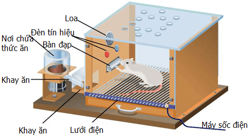 Lý thuyết Sinh học 11 Bài 32: Tập tính của động vật (tiếp theo) | Lý thuyết Sinh học 11 đầy đủ, chi tiết nhất