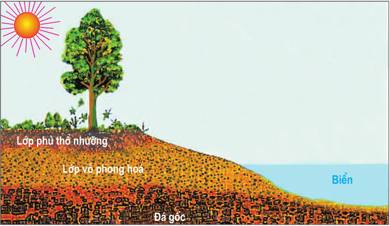 Lý thuyết Địa Lí 10 Bài 17: Thổ nhưỡng quyển. Các nhân tố hình thành thổ nhưỡng - Lý thuyết Địa Lí 10 đầy đủ nhất