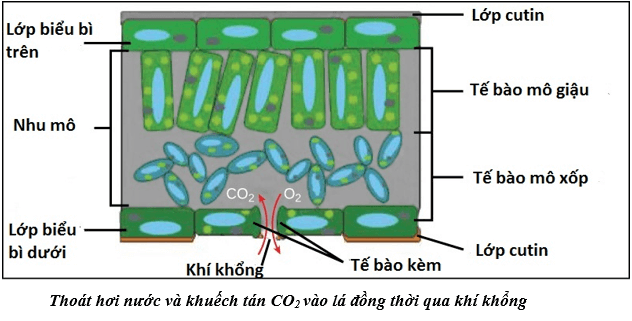 Lý thuyết Sinh học 11 Bài 3: Thoát hơi nước | Lý thuyết Sinh học 11 đầy đủ, chi tiết nhất