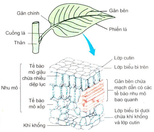 Lý thuyết Sinh học 11 Bài 3: Thoát hơi nước | Lý thuyết Sinh học 11 đầy đủ, chi tiết nhất