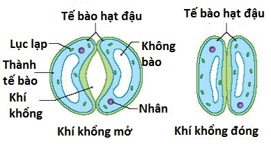 Lý thuyết Sinh học 11 Bài 3: Thoát hơi nước | Lý thuyết Sinh học 11 đầy đủ, chi tiết nhất