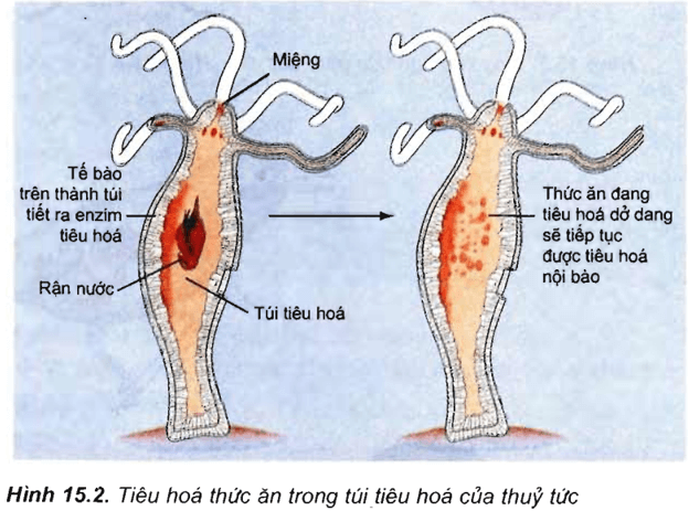 Lý thuyết Sinh học 11 Bài 15: Tiêu hóa ở động vật | Lý thuyết Sinh học 11 đầy đủ, chi tiết nhất