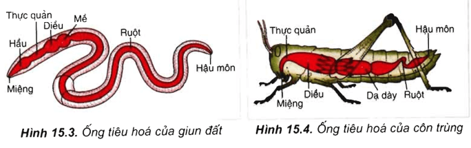 Lý thuyết Sinh học 11 Bài 15: Tiêu hóa ở động vật | Lý thuyết Sinh học 11 đầy đủ, chi tiết nhất