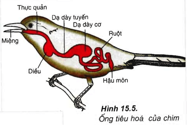 Lý thuyết Sinh học 11 Bài 15: Tiêu hóa ở động vật | Lý thuyết Sinh học 11 đầy đủ, chi tiết nhất