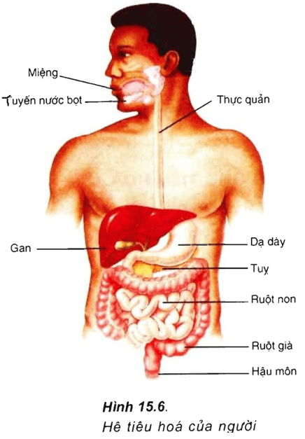 Lý thuyết Sinh học 11 Bài 15: Tiêu hóa ở động vật | Lý thuyết Sinh học 11 đầy đủ, chi tiết nhất